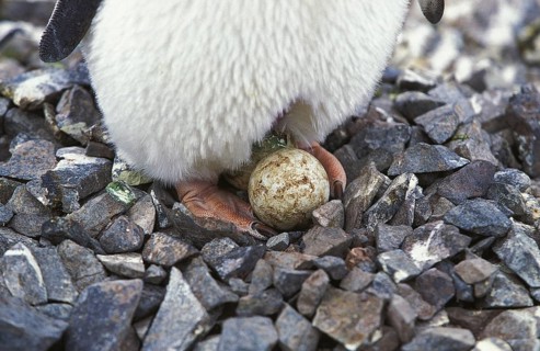 Adelie penguin (pygoscelis adeliae), adult with egg, Paulet Island in Antarctica
