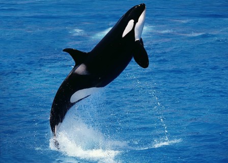 Killer Whale (orcinus orca), Adult Breaching