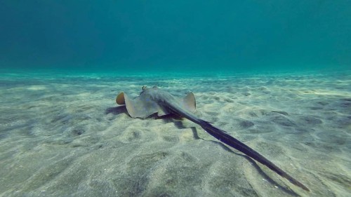 Back view of Stingray floating over seabed on sunny day.Blue spotted Stingray or Bluespotted