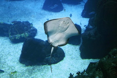 RAY, UNDERSIDE VIEW