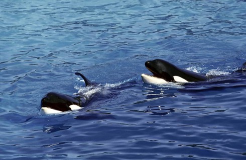 Killer Whale (orcinus orca), Head of Adults at Surface