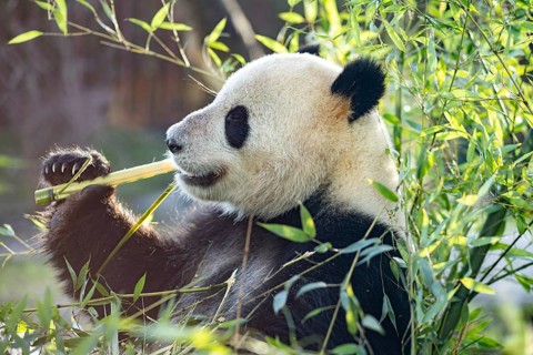 Copenhagen, Denmark, January 04, 2020: A panda eating bambus in the outdoor area in Copenhagen Zoo,