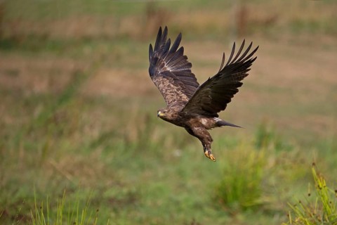 Lesser spotted eagle (Clanga pomarina) in flight, Mecklenburg-Western Pomerania, Germany, Europe