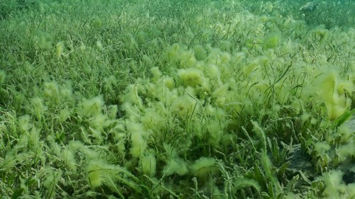 Seabed covered with green seagrass. Seagrass meadow with blooming green Round Leaf Sea Grass or