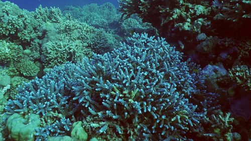 Amazing blue corals on beautiful reef in coral garden, Red sea, Egypt, Africa
