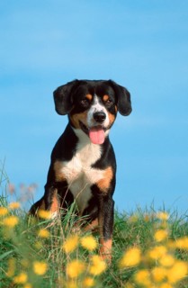 Entlebuch Mountain Dog