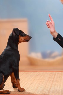 German Pinscher, puppy, 17 weeks, exercise sit, raised index finger, dog training