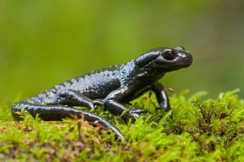 Alpine Salamander (Salamandra atra) Germany
