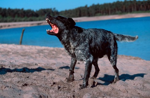Mixed breed dog barking, barking, outside, outdoor