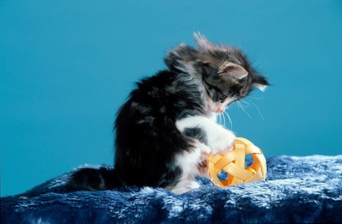 Norwegian Forest Cat, kitten, 7 weeks, black-tabby-classic- white, with toy