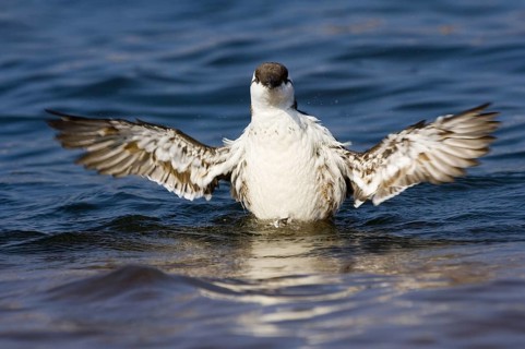 Common Guillemot (Uria aalge), flapping its wings