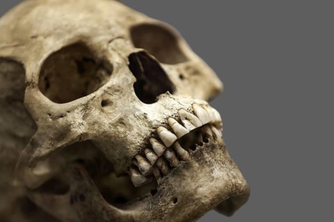 Human anatomy, ancient people skull bone