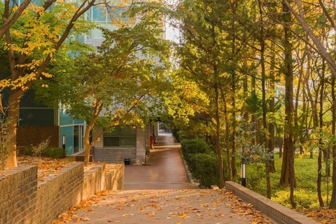 Brick walkway through park like setting with deciduous trees bathed in sunlight and a large