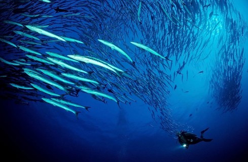 Darkfin Barracudas, Sphyraena qenie, Sudan, Africa, Red Sea, Africa