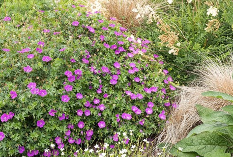 Cranesbill (Geranium sanguineum 'Max Frei')