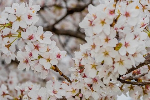 Closeup of beautifully delicate cheery blossom flowers with soft blurred background, South Korea,