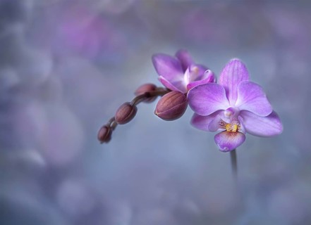 Orchid stem, Phalaenopsis, close-up, pink with bokeh, Rhineland-Palatinate, Germany, Europe