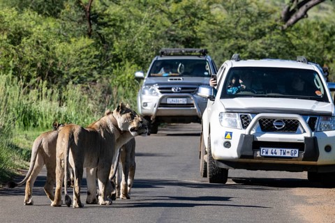 Lions (Panthera leo) on national park road with cars, Pilanesberg National Park, South Africa,