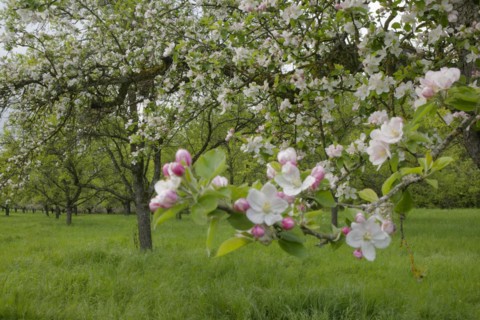 Fruit blossom, meadow orchard, fruit tree, Schwäbisch Hall, Swabian-Franconian Forest nature park