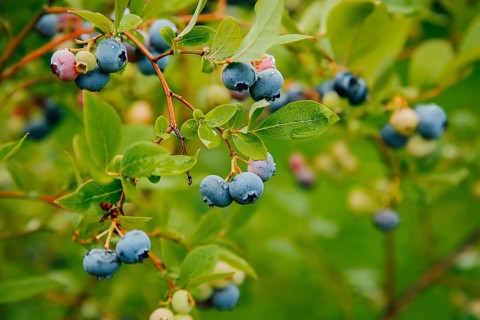 Close-up of ripe blueberries hanging on branches with green leaves in an outdoor garden setting