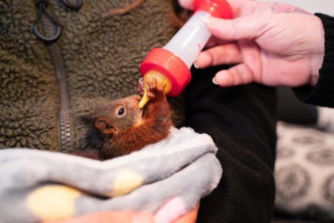 Eurasian red squirrel (Sciurus vulgaris), practical animal welfare, young animal gets milk from a
