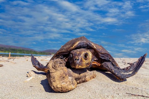 Dead sea turtle (Cheloniidae) in the sand on the beach of La Bocana, Baja de Hualtulco, South