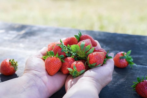 A woman holds sunlit fresh strawberries on a wooden table in a field in her hands