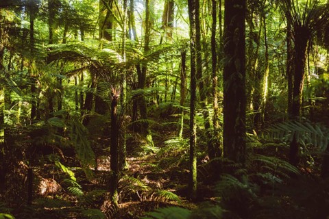 Walking trail in the Redwoods forest in Rotorua, New Zealand, Oceania