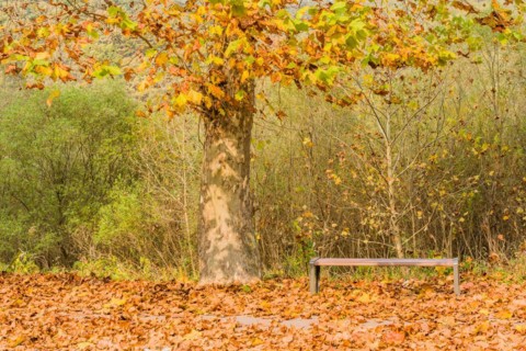 Park bench under a tree with autumn leaves scattered around, in Daejeon, South Korea, Asia