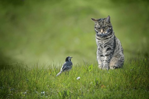 Small wagtail bird sitting in front of tabby cat in a green lawn, dangerous animal encounter or