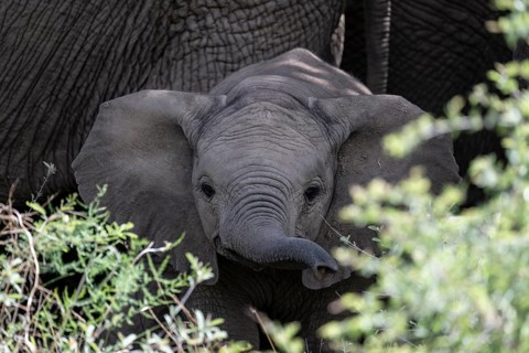 African elephant (Loxodonta africana) baby, Lush Private Game reserve, Pilanesberg National Park,
