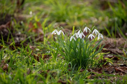 A group of snowdrops growing amidst greenery, Magdeburg, Saxony-Anhalt, Germany, Europe