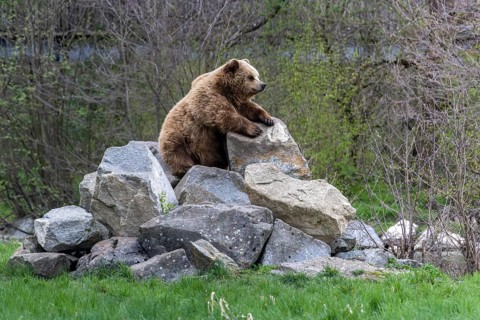 Brown bear (Ursus arctos), Poing Wildlife Park, Upper Bavaria, Bavaria, Germany, Europe
