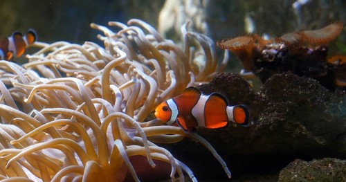 Ocellaris Clowfish (amphiprion ocellaris), standing near Anemone