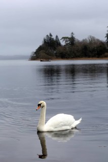 A swan swims at evening time on Lough Gill near the Wild Atlantic Way. Lough Gill, Sligo, Ireland,