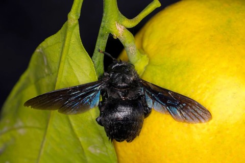Blue carpenter bee (Xylocopa), Saranda, Albania, Europe