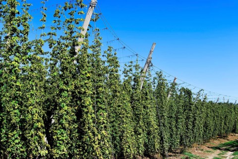 Harvest-ready hops, hop garden, hop field, hop vines, hop bines, poles, Nandlstadt, Holledau,