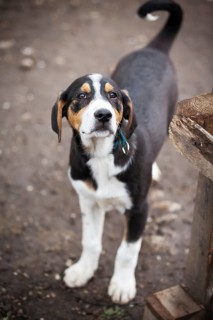 Black, yellow and white dog puppy with sad eyes in the shelter for adoption