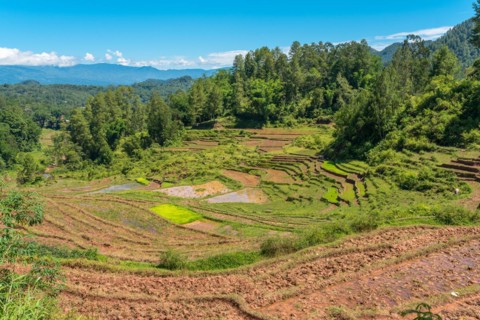 Rice terraces carved into steep mountainsides in Tana Toraja, centrally placed in the island of