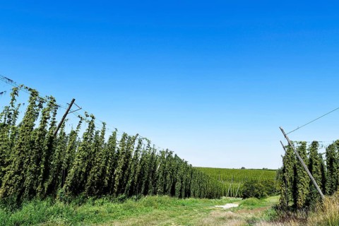 Harvested hops, hop garden, hop field, hop bines, poles, path, field, meadow, field, Elsendorf,
