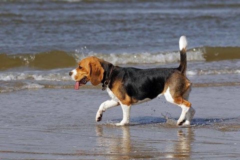 Beagle, Bitch, Young Dog