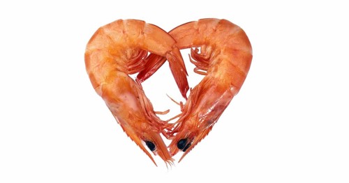 Fresh Common Prawns (palaemon) serratus Against White Background