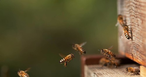 European Honey Bee (apis mellifera), Bees Going To The Hive, Insects in Flight, Return Of Boot, Bee