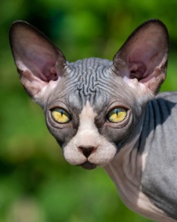 Close-up view of luxury young cat of Canadian Sphynx breed on natural blurred green background.