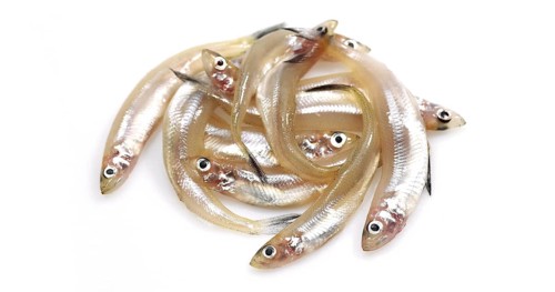 Fresh Smelts (osmerus eperlanus) against White Background