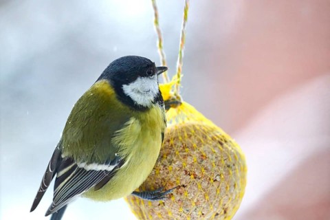 Great tit (Parus major), feeding on a fat ball, bird feeding station, Wisamr, Mecklenburg-Western