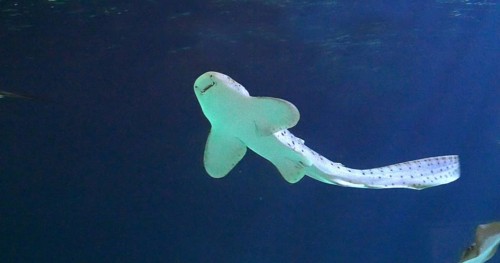 Leopard Shark (stegostoma fasciatum), Adult Swimming