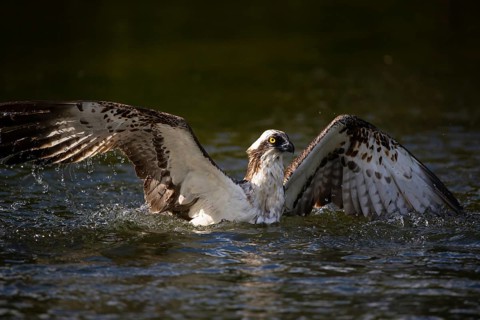 Western osprey (Pandion haliaetus) fishing, Finland, Europe