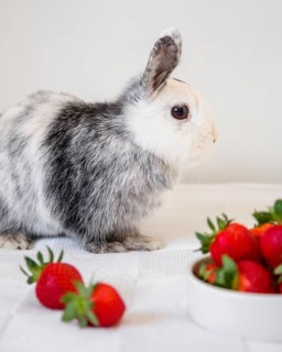 Side view cute rabbit strawberries