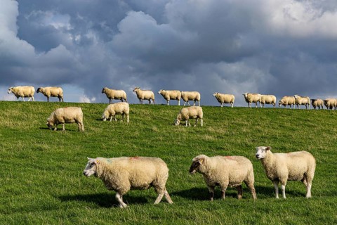 Sheep on the dyke in front of clouds, Nordstrand, Nordfriesland, Schleswig-Holstein, Germany,